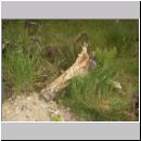 Coleocentrus excitator - Schlupfwespe 18 OS-Westerkappeln-Sundermannsee.jpg